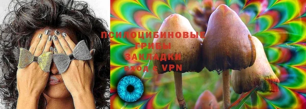 хмурый Аркадак