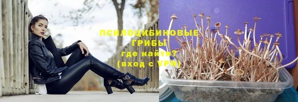 хмурый Аркадак